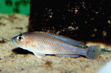 Lamprologus kungweensis
